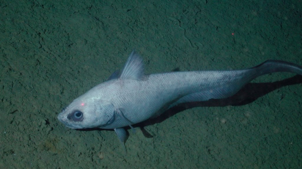 موجودات عجیب اعماق اقیانوس