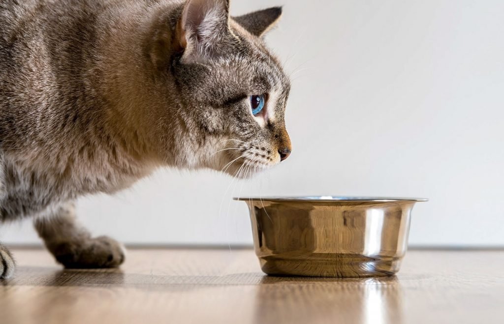 داروی لاغری گربه‌ها