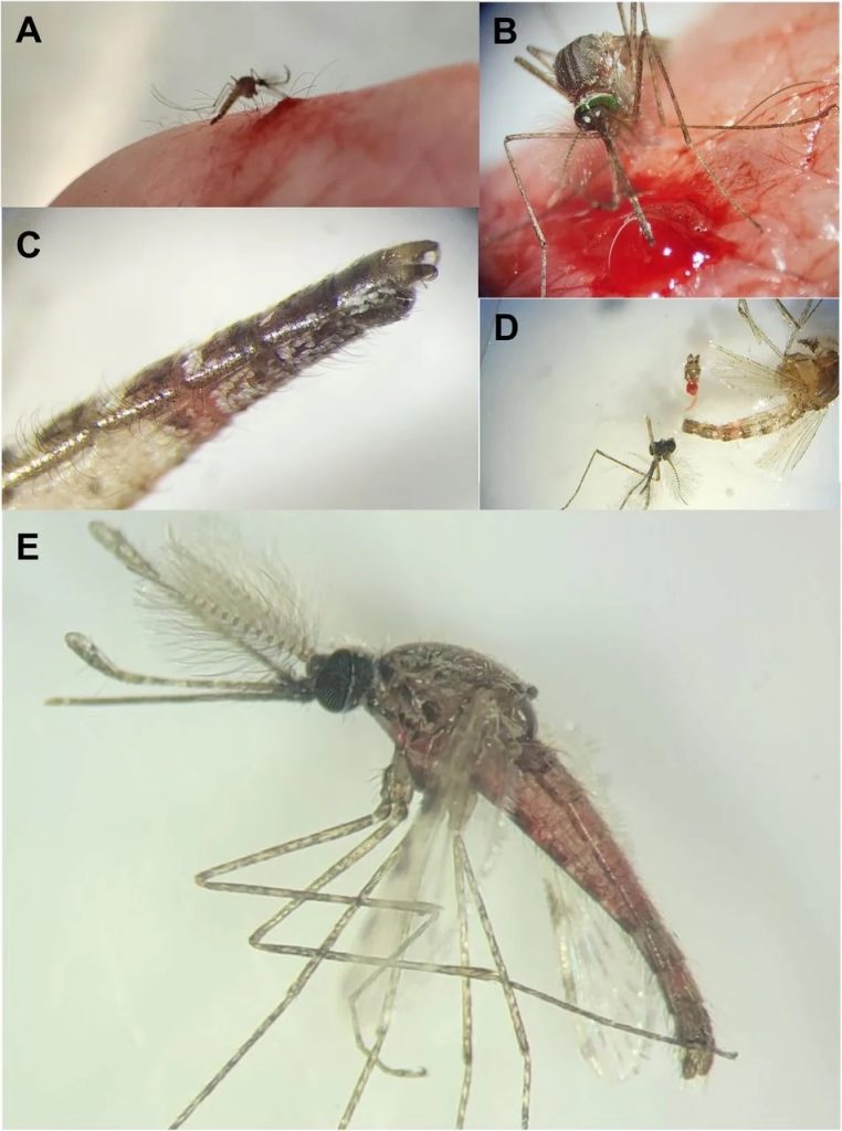 شواهد خون‌خواری پشه‌های نر