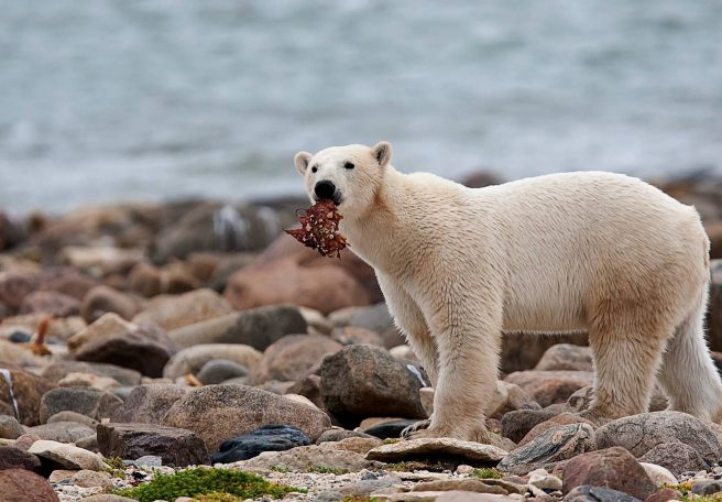 خرسهای قطبی میلیونها کیلوگرم غذا برای سایر گونههای قطبی فراهم میکنند
