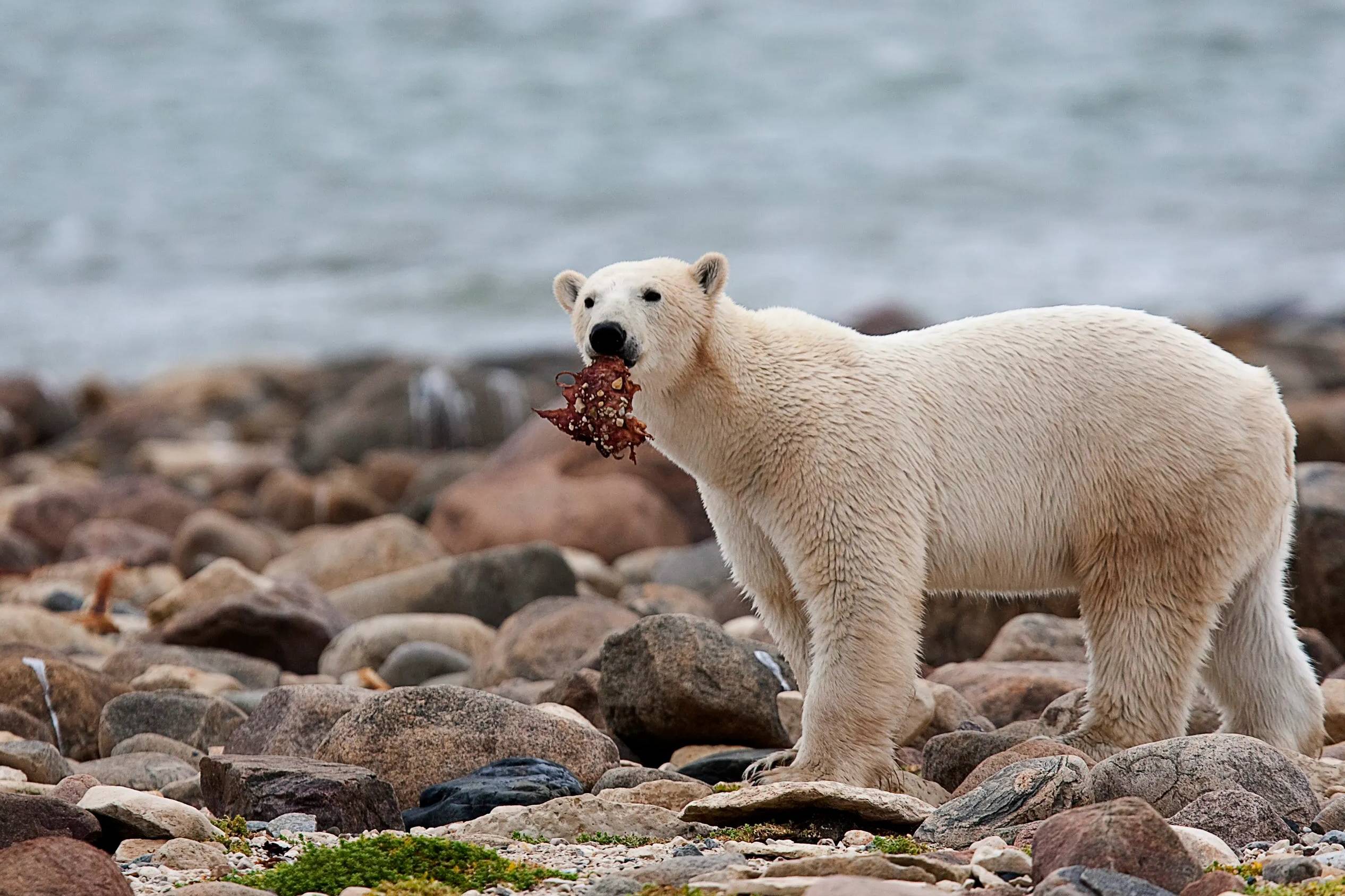 خرسهای قطبی میلیونها کیلوگرم غذا برای سایر گونههای قطبی فراهم میکنند