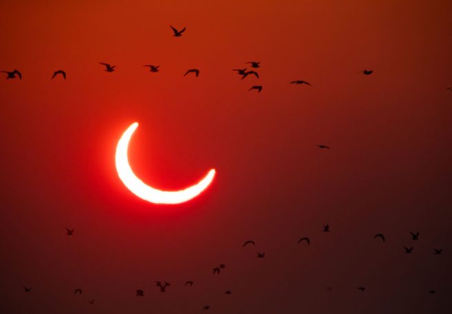 کسوف و سکوت طبیعت: خورشیدگرفتگی کلی آمریکا راز حساسیت پرندگان به نور را فاش کرد