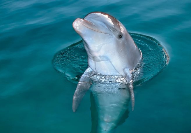 ما انسان‌ها همه‌چیزخوار هستیم؛ اما به یک دلیل هرگز نباید سراغ گوشت دلفین برویم