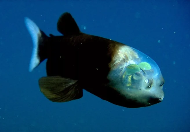 موجودات عجیب اعماق اقیانوس