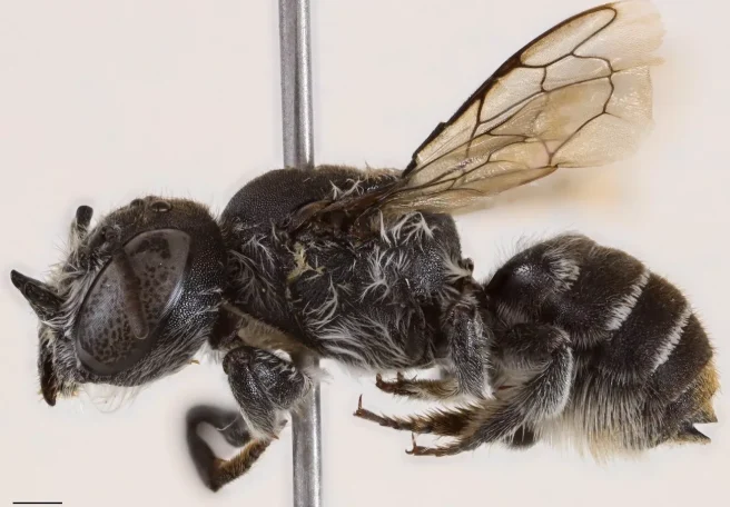 حشره شیطانی؛ گونه جدید زنبور لوسیفر در غرب استرالیا کشف شد