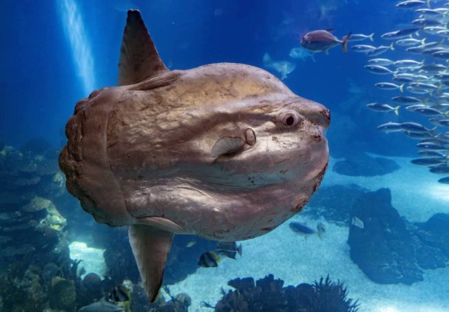 با سان‌فیش، عجیب‌ترین و به‌دردنخورترین ماهی اقیانوس آشنا شوید