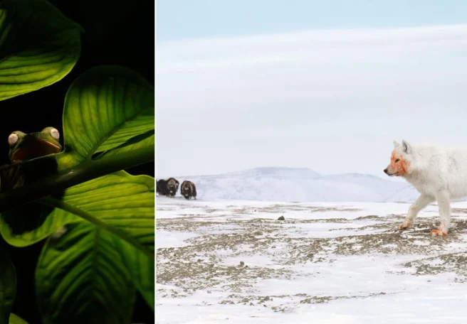 برندگان جایزه عکاسی Nature inFocus سال ۲۰۲۵ مشخص شدند