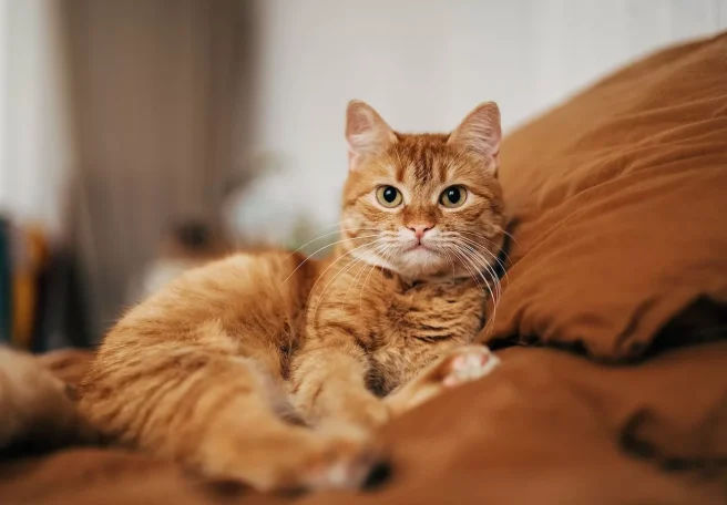 کشف جدید دانشمندان تاریخچه اهلی‌شدن گربه‌ها را بازنویسی می‌کند