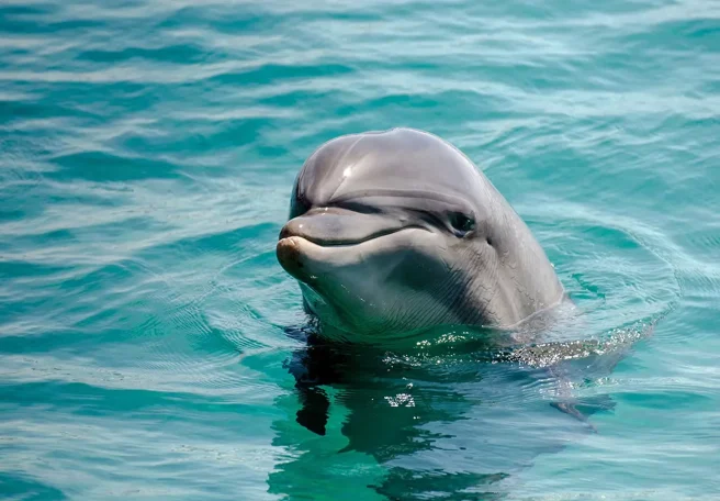خصیصه‌ای شبیه انسان‌ها؛ دلفین‌هایی که دوستان صمیمی دارند، آهسته‌تر پیر می‌شوند