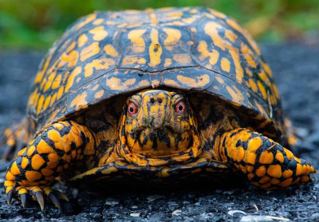 آیا لاک‌پشت‌ها می‌توانند سرشان را کامل درون لاکشان فروببرند؟