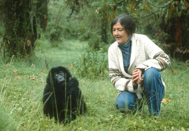 زندگی و مرگ دایان فوسی؛ دانشمند فداکاری که در راه نجات گوریلها به قتل رسید