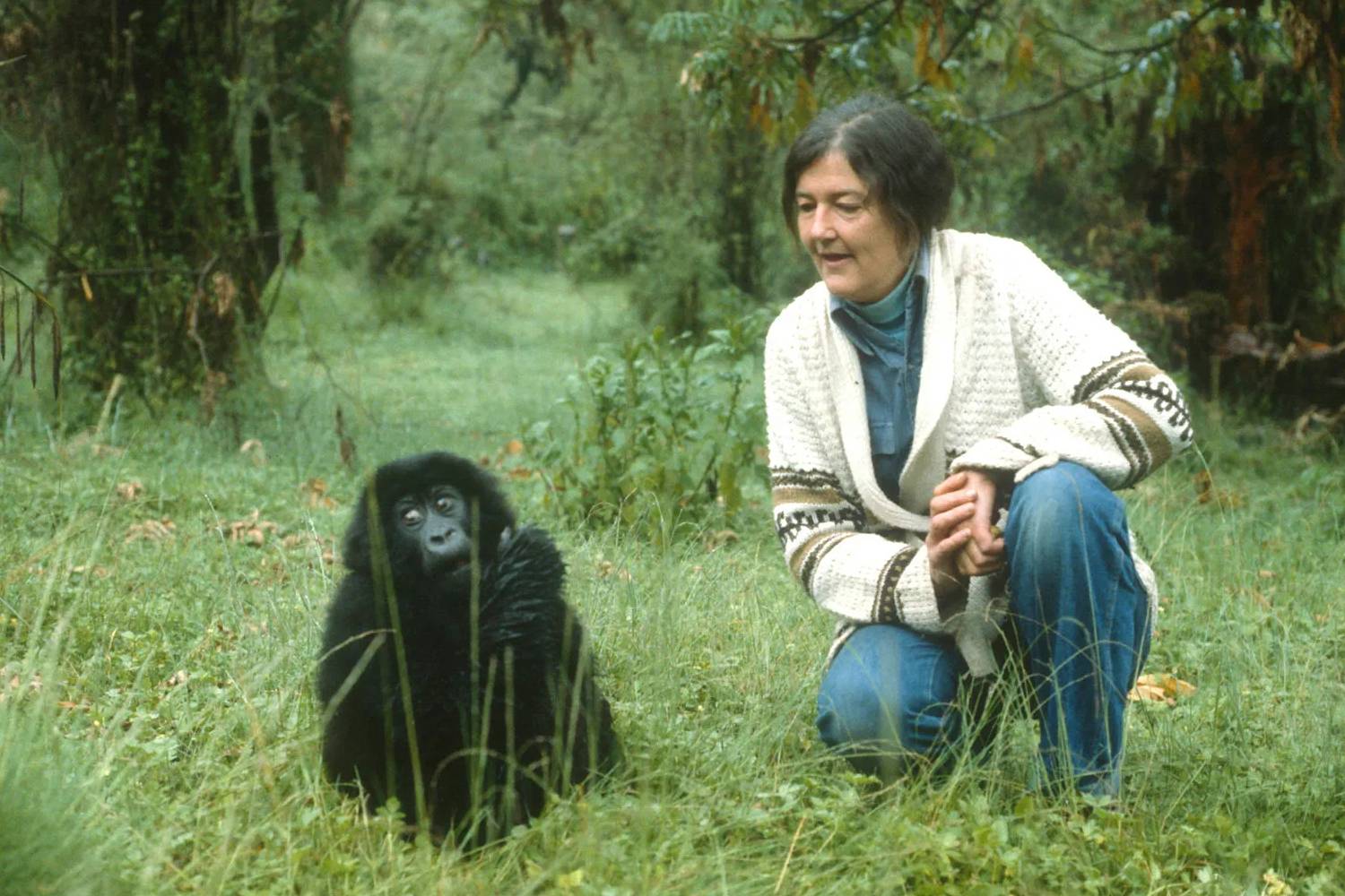 زندگی و مرگ دایان فوسی؛ دانشمند فداکاری که در راه نجات گوریل‌ها به قتل رسید