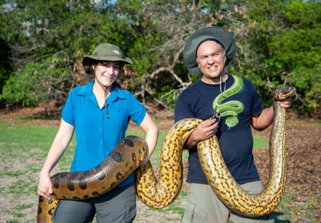 غولی که هرگز کوچک نشد؛ اندازه مار آناکوندا از ۱۲ میلیون سال پیش ثابت مانده است