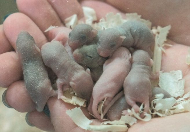 موش فضانورد چین به سلامت به خانه بازگشت و تشکیل خانواده داد