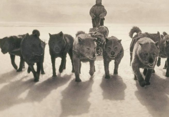 داستان آخرین سگ‌های جنوبگان؛ ناجیانی که در سال ۱۹۹۴ از قاره یخی اخراج شدند