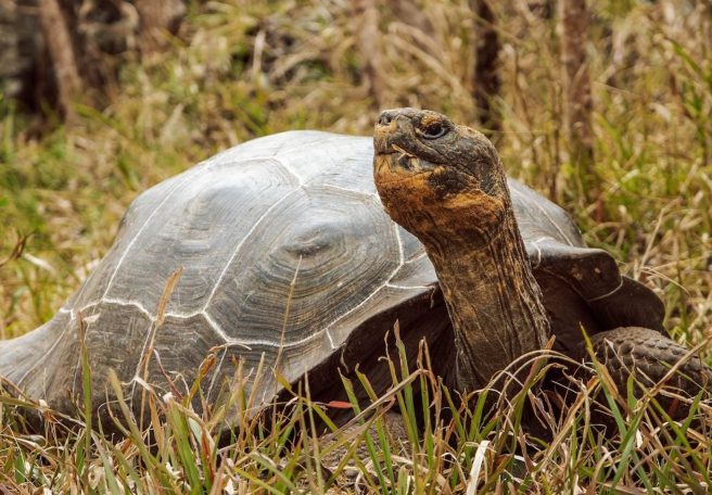 لاک‌پشت غول‌پیکر فلورینا پس از ۲۰۰ سال به زیستگاه اصلی خود بازگشت