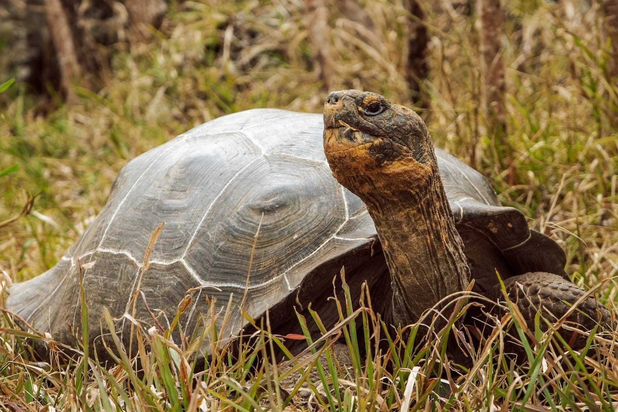 لاکپشت غولپیکر فلورینا پس از ۲۰۰ سال به زیستگاه اصلی خود بازگشت